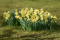 Marzenbecher, Narzisse; Daffodil, Daffodils, Narcissi Royalty Free Stock Photo